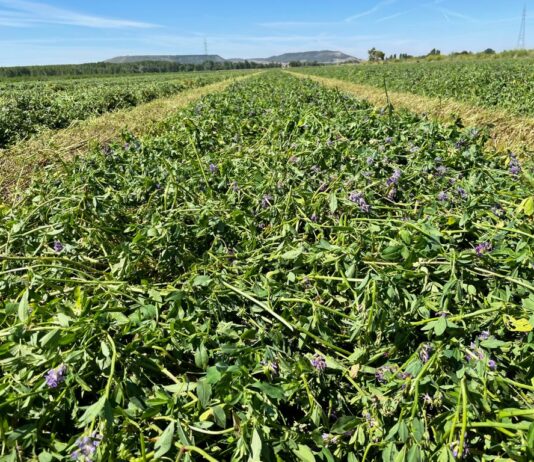 Se inicia la campaña de alfalfa en Palencia