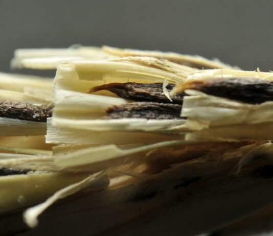 Importante jornada informativa sobre el nematodo de la espiga en Villalobón