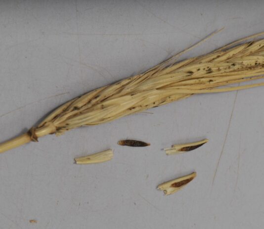 Reaparece la anguina en la Fuentes de Valdepero