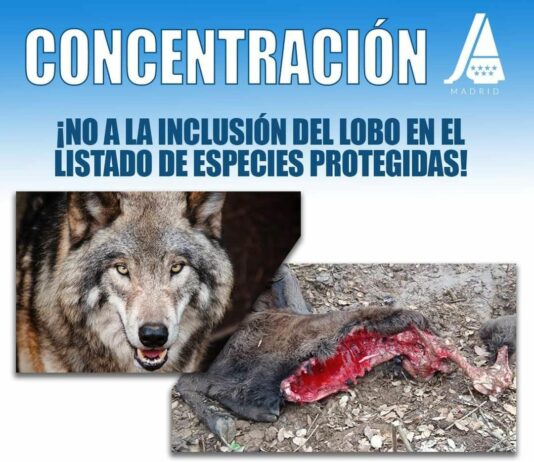 ASAJA Castilla y León secunda la protesta contra la sobreprotección del lobo que se celebrará en Madrid
