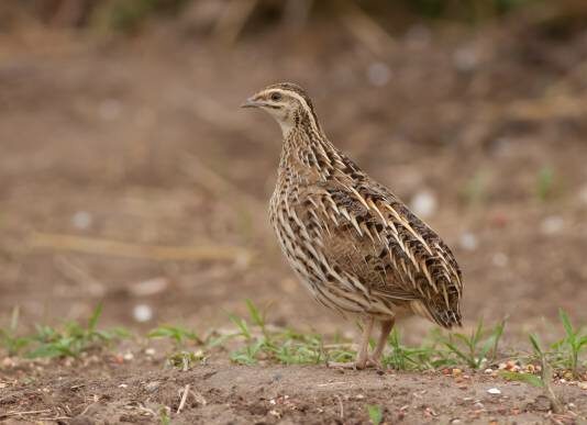 La media veda en la nueva ley de caza