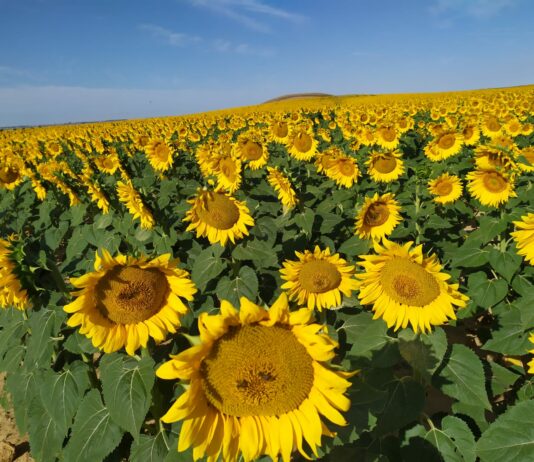 Covid-19: La Junta incluye la agricultura en las ayudas y amplía el plazo al 20 de agosto