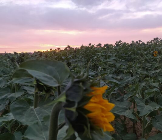 ASAJA pide a Competencia que investigue el reparto de zonas de influencia entre concesionarios de maquinaria agrícola