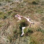 Ayudas para compensar los daños producidos por ataques de lobos y perros asilvestrados al ganado al norte del Duero