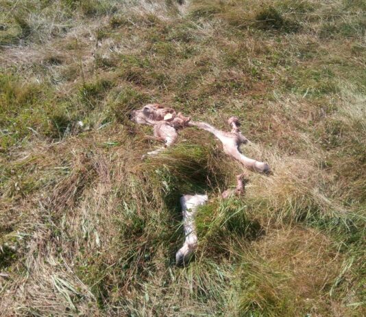 Un nuevo ataque de lobo en el norte de Palencia denunciado por ASAJA