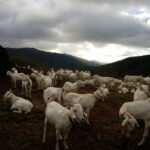 CABRAS 3