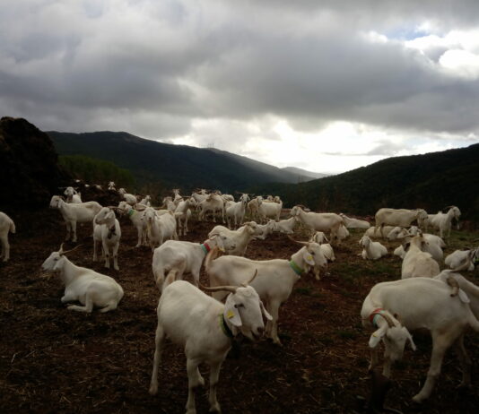 La Comisión de Agricultura del Parlamento Europeo vota a favor de un enfoque equilibrado en lo relativo al bienestar animal en las explotaciones