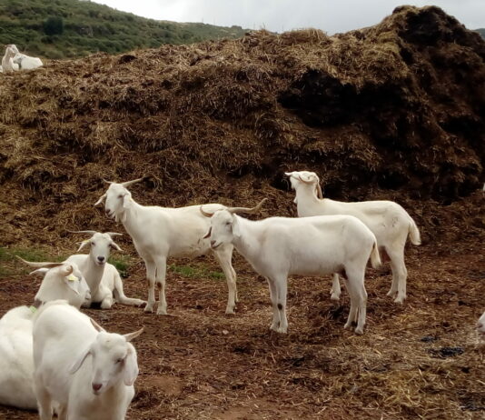 La estrategia del metano: tras el debate sobre la estrategia «De la granja a la mesa», el Parlamento Europeo propone un nuevo objetivo vinculante que lastrará al sector ganadero
