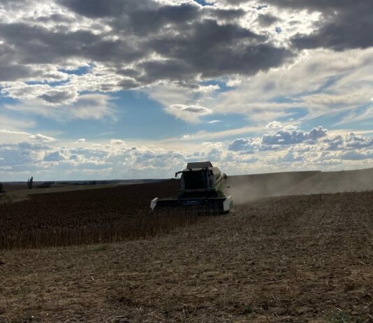 Comienza a cotizar el girasol en la Lonja de León a 500 €/t