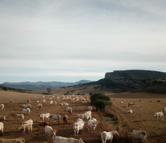 Se inicia la consulta pública el Proyecto sobre la Ordenación de las Granjas Bovinas