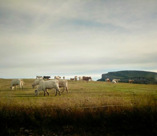 La enfermedad hemorrágica epizoótica ya ha llegado a explotaciones de Valladolid y Burgos