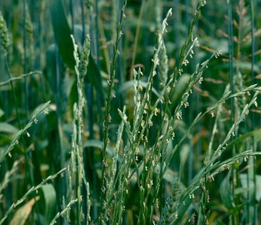 Conferencia sobre el «Control del ballico» el día 7 de octubre