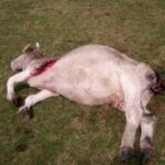 ASAJA-Palencia denuncia que la gestión del lobo se ha paralizado pero sus ataques continúan