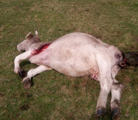 Castilla y León, Asturias, Cantabria y Galicia constituyen el Grupo de Trabajo del lobo ibérico y abandonan al ministerio