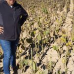 DAÑOS GIRASOL CIERVOS