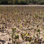 GIRASOL DAÑOS CIERVOS