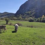VACAS MONTAÑA