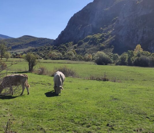 Científicos descubren en las bacterias del estómago de las vacas una alternativa para descomponer los residuos plásticos