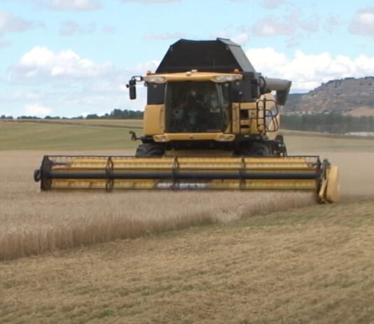 Campo Palentino 7 de octubre de 2021