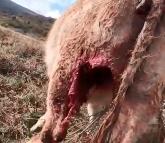 Nuevos ataques de lobo en el Norte de Palencia
