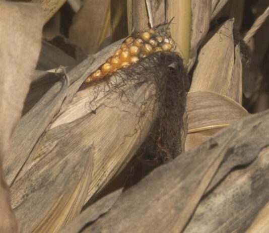 El Ministerio flexibiliza las condiciones para la importación de maíz de Argentina y Brasil