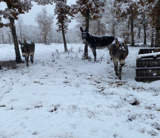 ASAJA-Palencia reivindica la importancia del sector ganadero con motivo de la festividad de San Antón