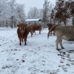 VACAS NIEVE