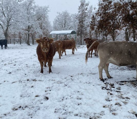 El FEGA publica los derechos para la PAC 2022