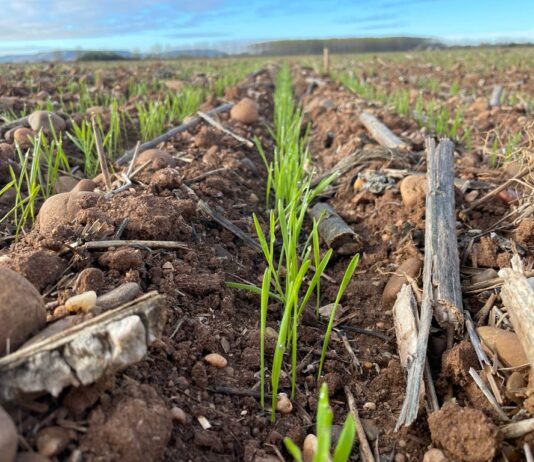 Aprobada la normativa que regirá en la PAC 2022, la última de transición