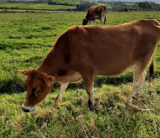 El Ministerio aprueba la nueva extensión de norma de vacuno de carne por cuatro años