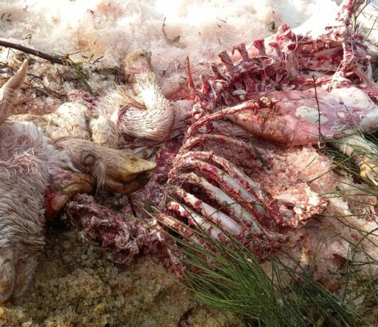 ASAJA-Palencia denuncia reiterados ataques de lobo en Brañosera