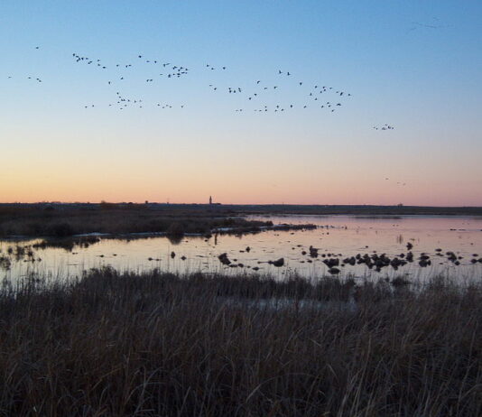 Palencia afectada por “riesgo alto” de gripe aviar