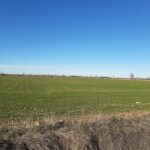 CABECERO CEREAL DE INVIERNO