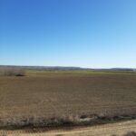 PREPARADA RIBAS DE CAMPOS