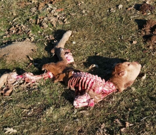 Reiterados ataques de lobo en la comarca de Saldaña