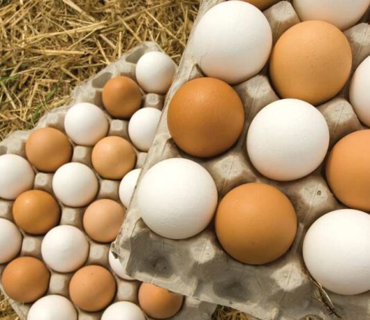 Publicadas ayudas para la vacunación frente a Salmonella en gallinas ponedoras