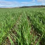 El seguro de herbáceos se podrá modificar hasta el 8 de abril