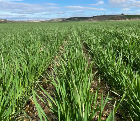 El seguro de herbáceos se podrá modificar hasta el 8 de abril