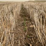 GUISANTE SOBRE RASTROJO