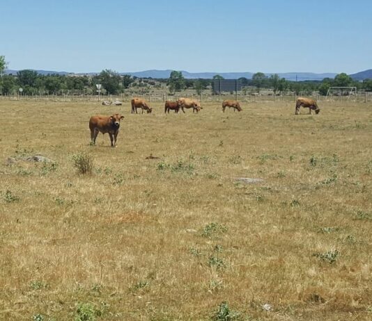 Ayudas a infraestructuras en pastos que mejoren la bioseguridad