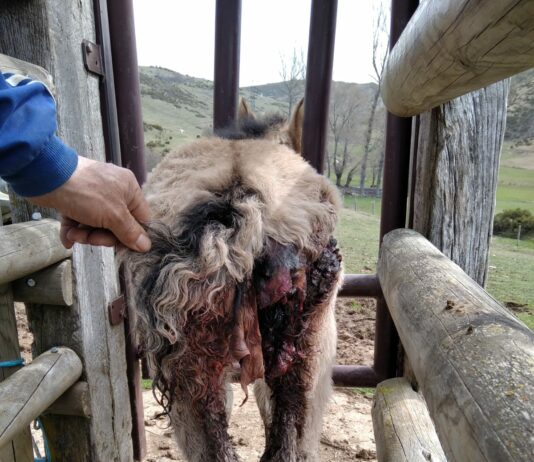 PSOE y Podemos bloquean la vuelta del lobo a la condición de especie cinegética al norte del Duero
