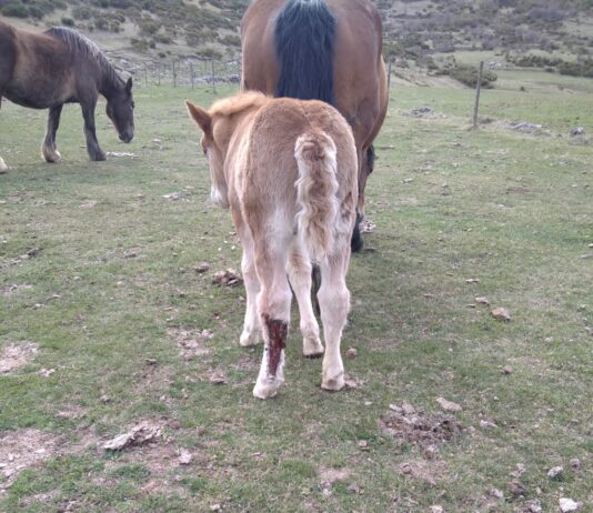 Castilla y León llevará a Bruselas su queja por la protección del lobo