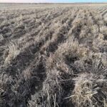 RASTROJO CON PAJA PICADA