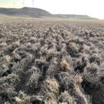 RASTROJO CON PAJA PICADA 2