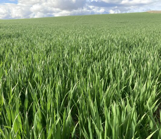 El agricultor palentino es el que cultiva más hectáreas de España