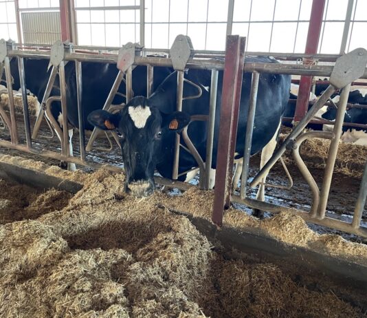 ASAJA-Palencia alerta de que la subida en los contratos de leche sigue sin cubrir los costes de producción