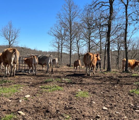 Gran mejora de la tuberculosis bovina en Palencia