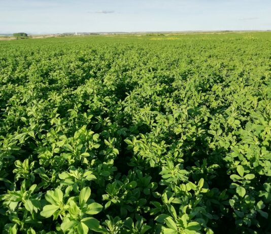 La prudencia en el gasto determina la elección de cultivos de los agricultores de Castilla y León