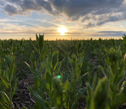 El campo pide a San Isidro producción y precio que compensen lo invertido por los agricultores en la próxima cosecha
