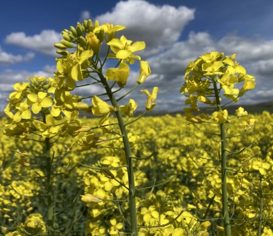 La seguridad alimentaria en la Unión Europea y en el mundo: una cuestión que no hay que dramatizar pero tampoco banalizar